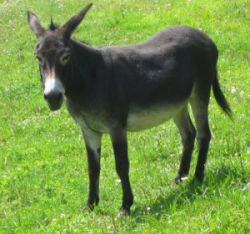 Bougre d'âne